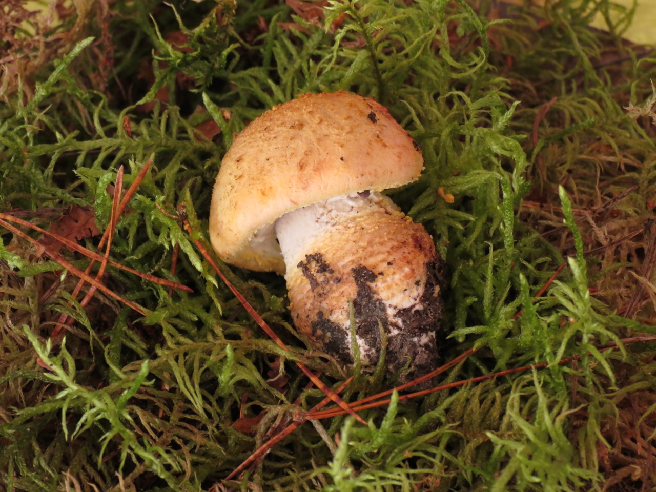 Amanita franchetii 7523